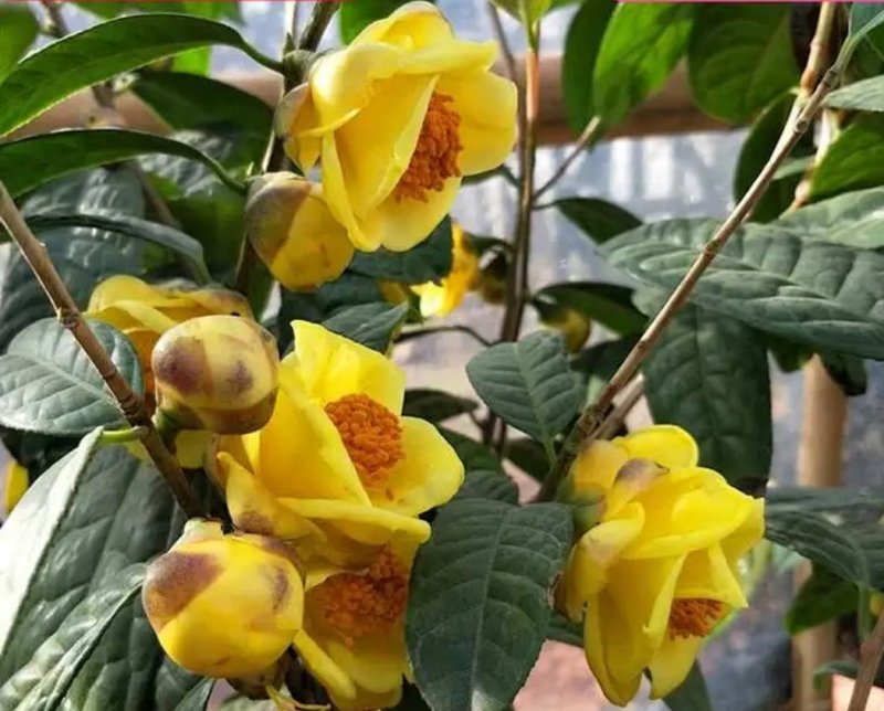 名贵茶花种子防城金花茶种子山茶花金茶花茶族皇后种子
