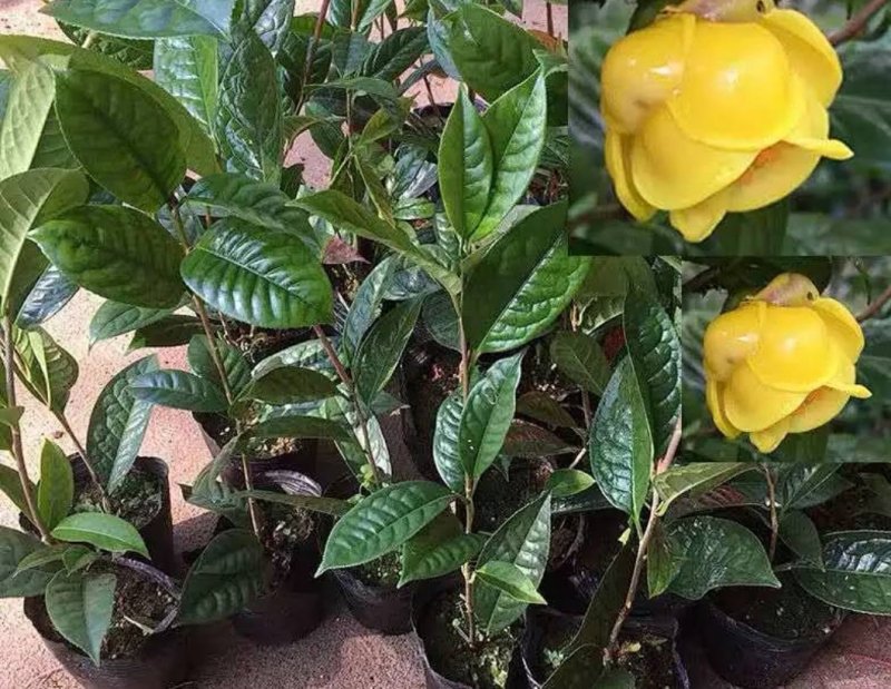 名贵茶花种子防城金花茶种子山茶花金茶花茶族皇后种子