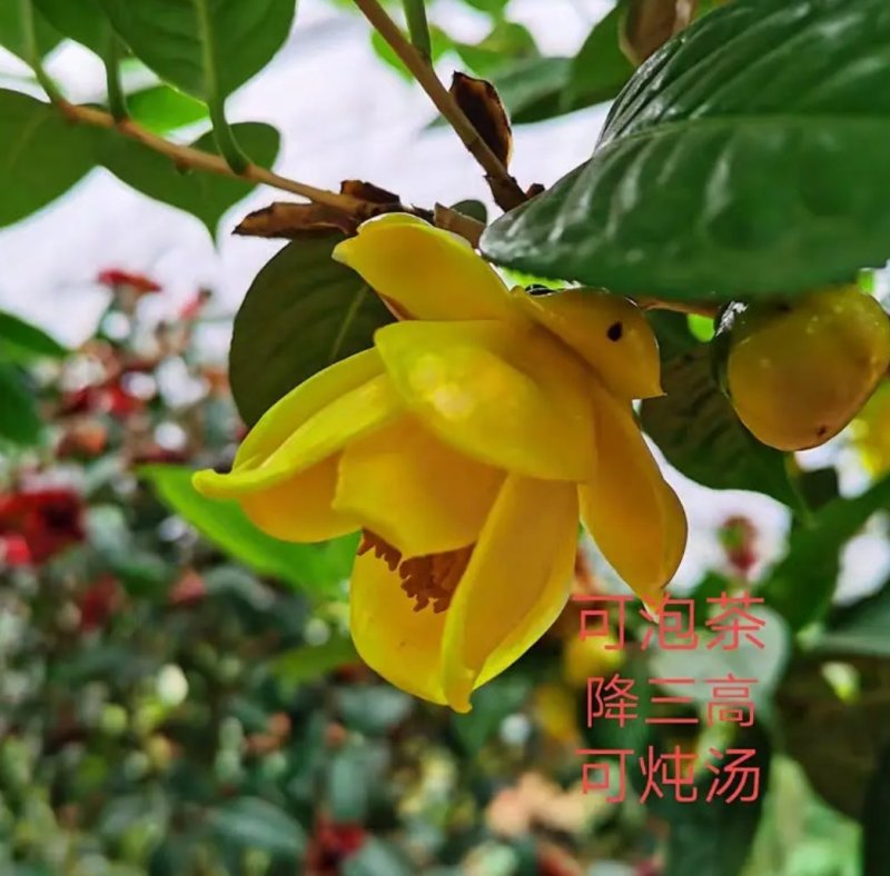 名贵茶花种子防城金花茶种子山茶花金茶花茶族皇后种子