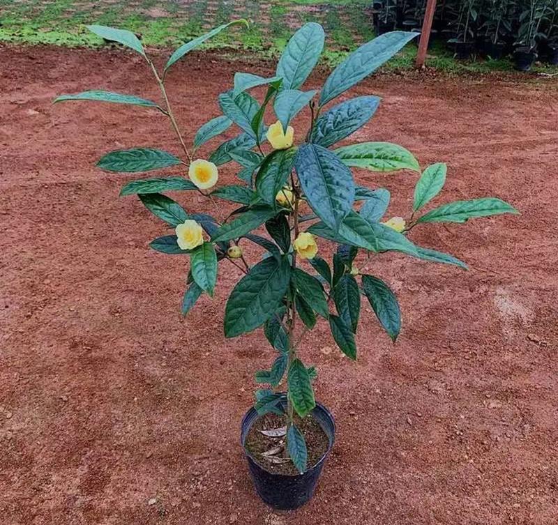 名贵茶花种子防城金花茶种子山茶花金茶花茶族皇后种子