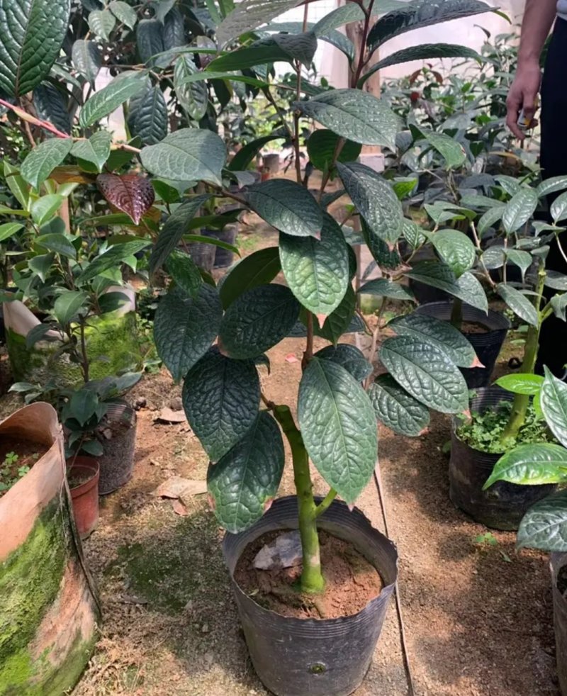 名贵茶花种子防城金花茶种子山茶花金茶花茶族皇后种子