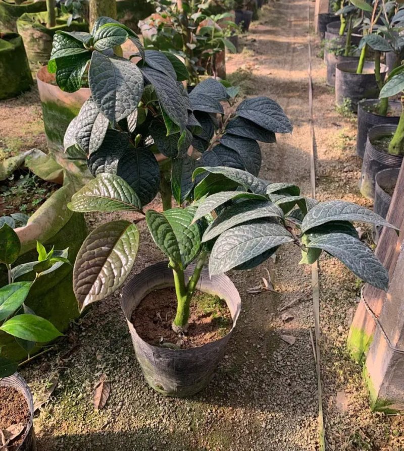 名贵茶花种子防城金花茶种子山茶花金茶花茶族皇后种子