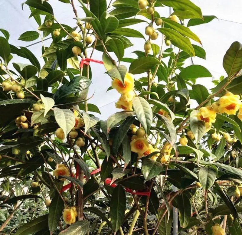 名贵茶花种子防城金花茶种子山茶花金茶花茶族皇后种子