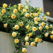 5颗蔷薇花苗爬藤植物攀援花卉当年开花蔷薇苗室内庭院盆栽地