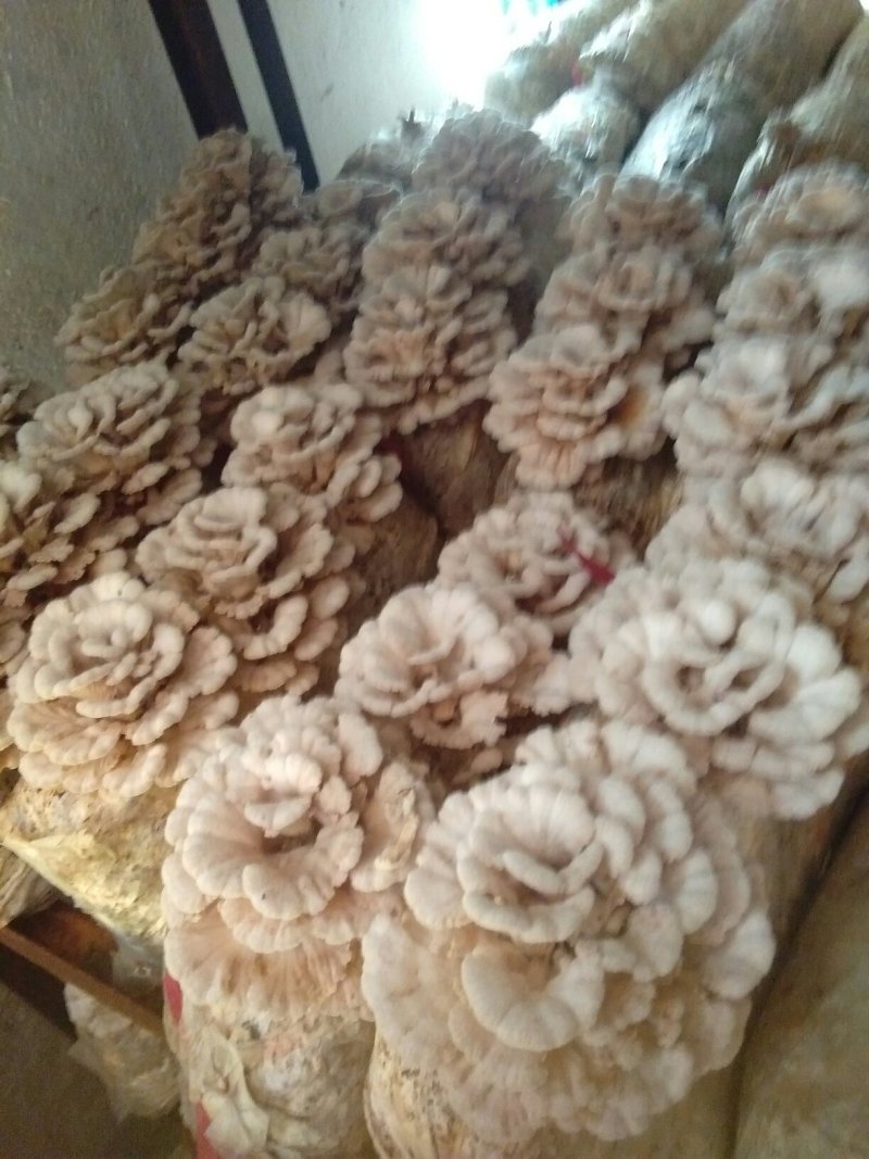 食用菌