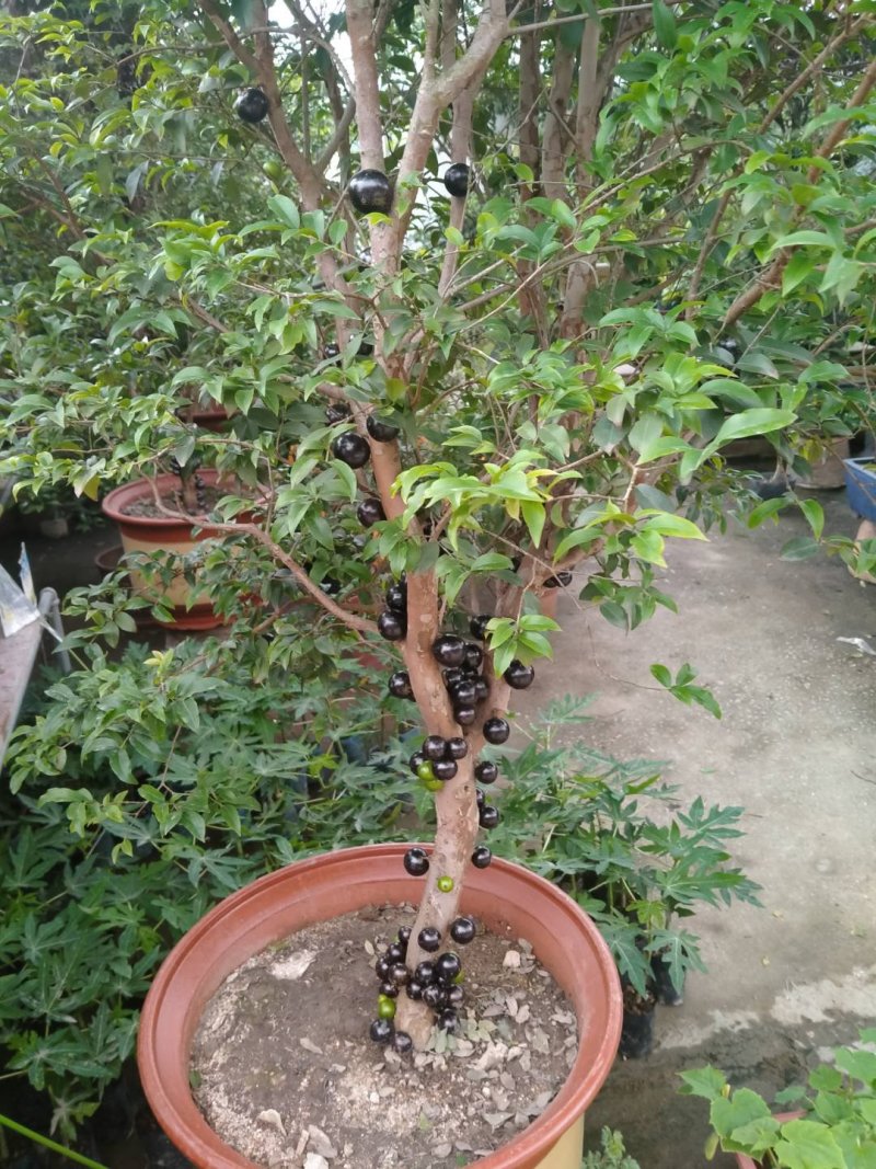 早生四季嘉宝果杯苗：种植4年结果，果味道超好吃，钙质高