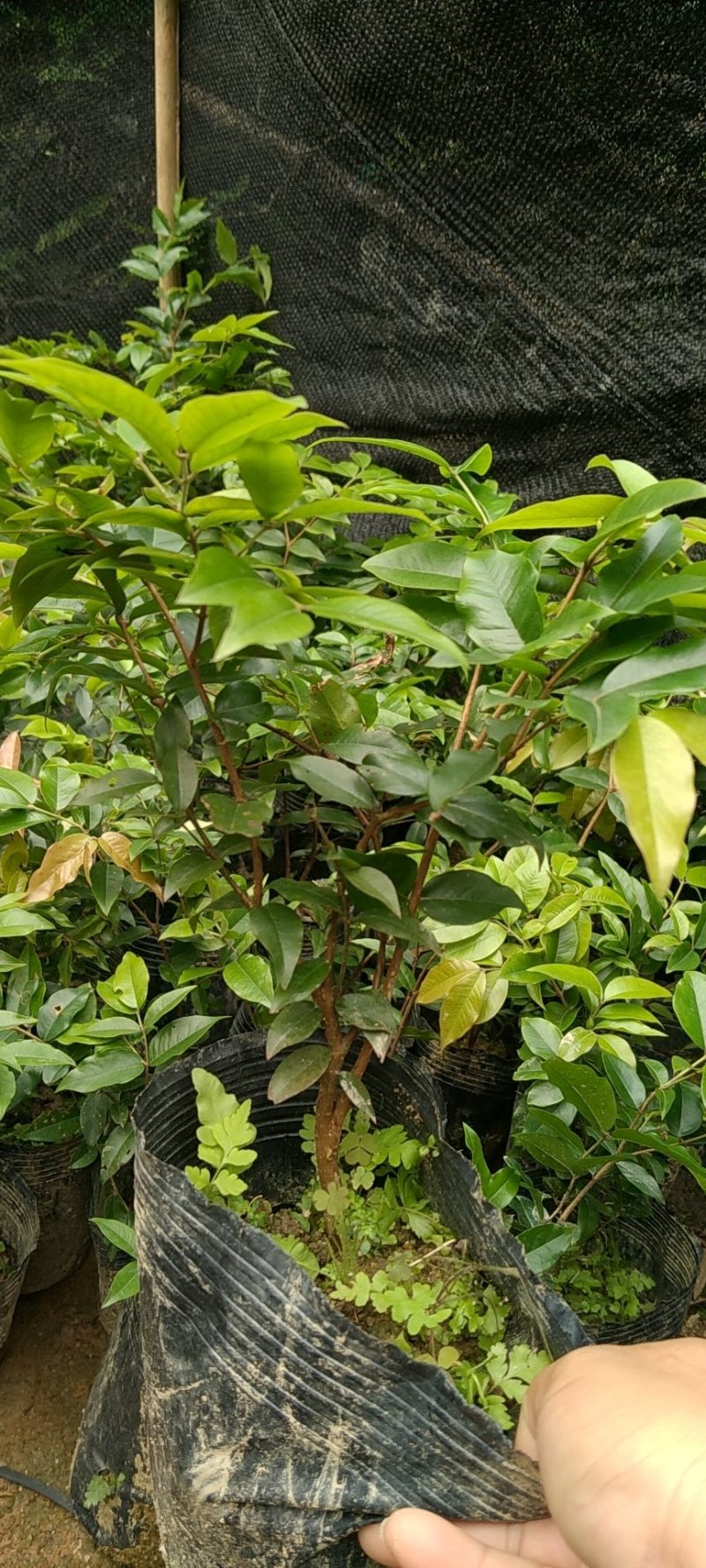 早生四季嘉宝果杯苗：种植4年结果，果味道超好吃，钙质高