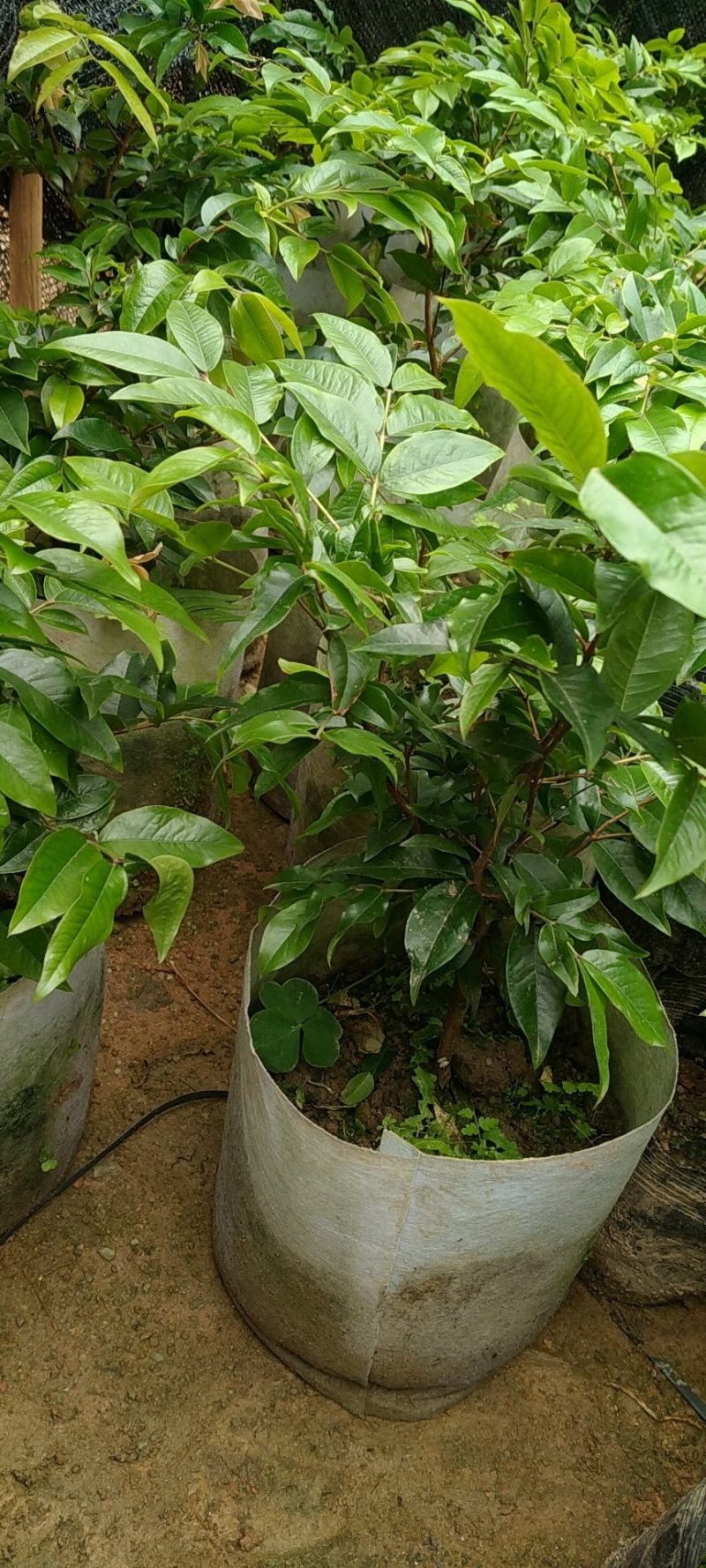 早生四季嘉宝果杯苗：种植4年结果，果味道超好吃，钙质高