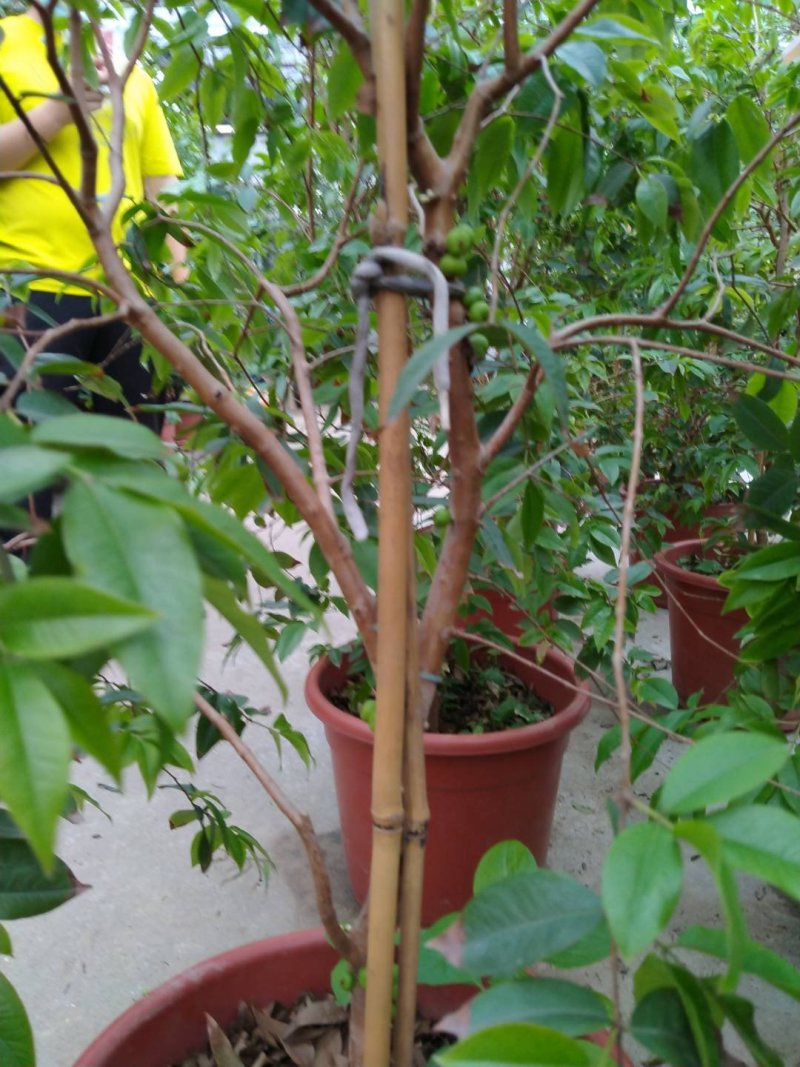 早生四季嘉宝果杯苗：种植4年结果，果味道超好吃，钙质高