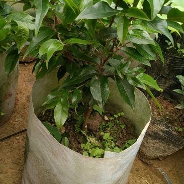 早生四季嘉宝果杯苗：种植4年结果，果味道超好吃，钙质高
