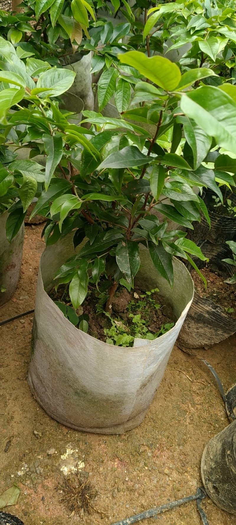早生四季嘉宝果杯苗：种植4年结果，果味道超好吃，钙质高