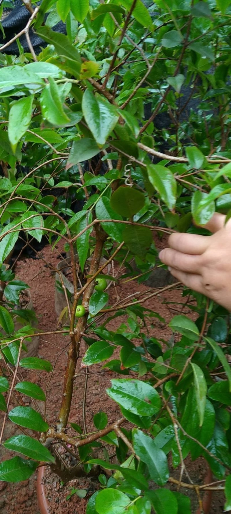 早生四季嘉宝果杯苗：种植4年结果，果味道超好吃，钙质高