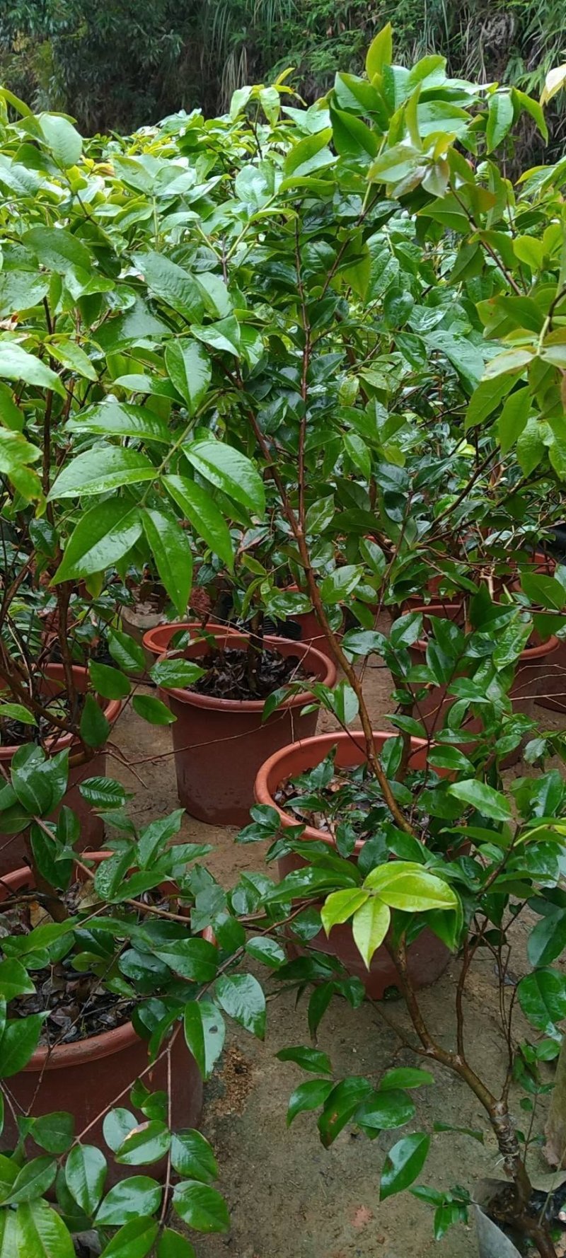 早生四季嘉宝果杯苗：种植4年结果，果味道超好吃，钙质高
