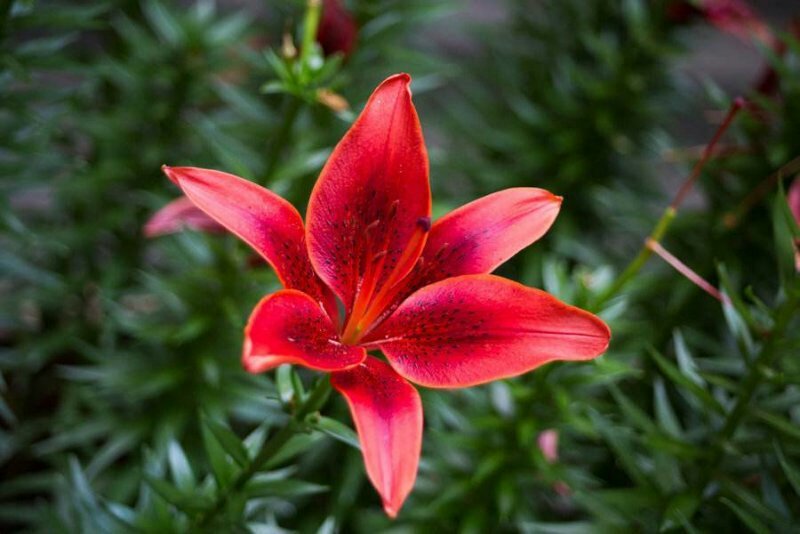 百合花都是带牙包发货三个颜色包成活水培土培均可