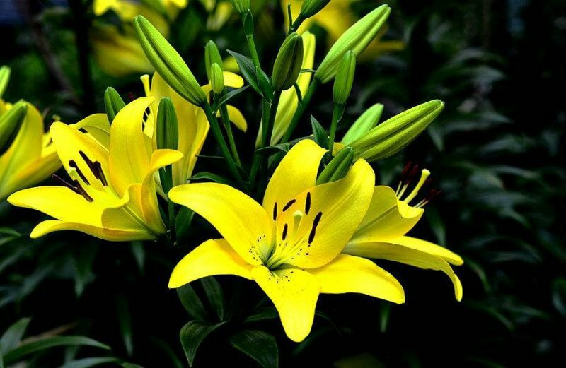 百合花都是带牙包发货三个颜色包成活水培土培均可