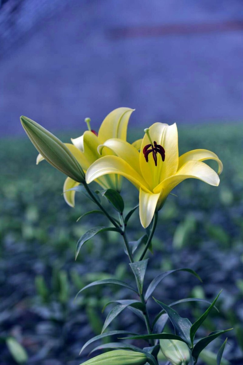 百合花都是带牙包发货三个颜色包成活水培土培均可