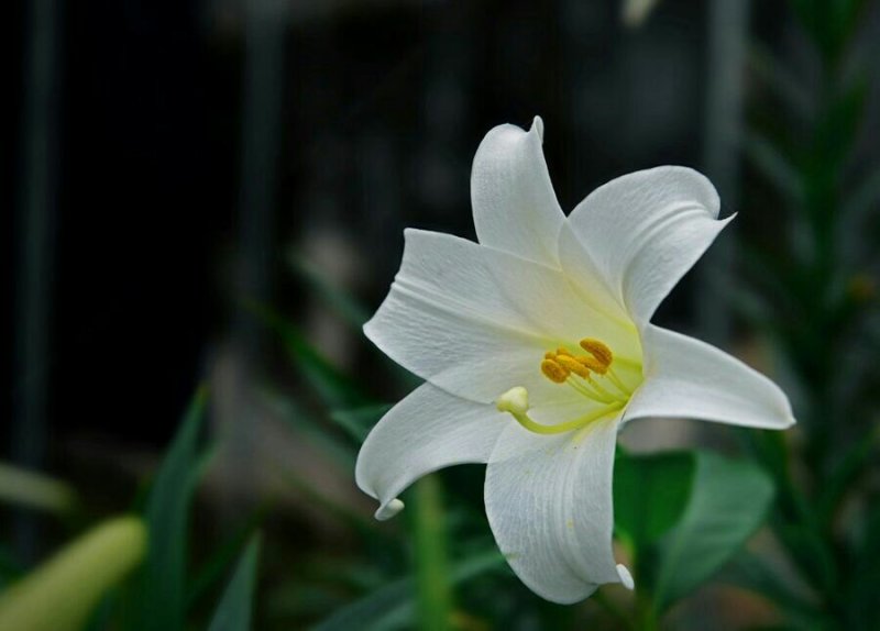 百合花都是带牙包发货三个颜色包成活水培土培均可