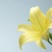 百合花都是带牙包发货三个颜色包成活水培土培均可