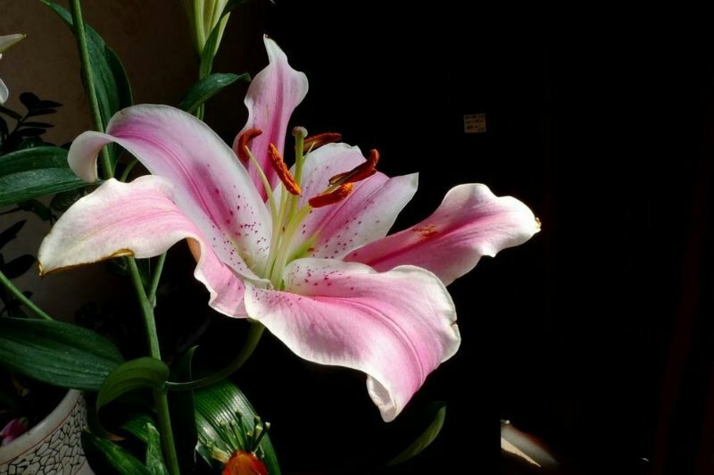 百合花都是带牙包发货三个颜色包成活水培土培均可