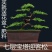 【送盆+肥料】迎客松盆景造型树柏树苗室内办公桌阳台景观树