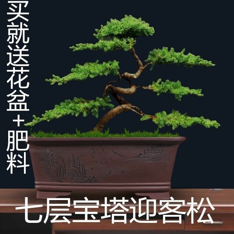 【送盆+肥料】迎客松盆景造型树柏树苗室内办公桌阳台景观树