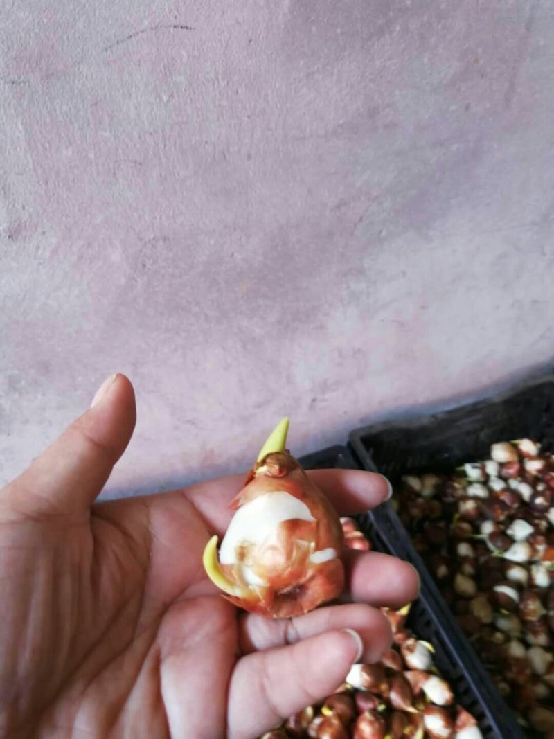 郁金香花色多大小规格齐全包邮种球非常饱满