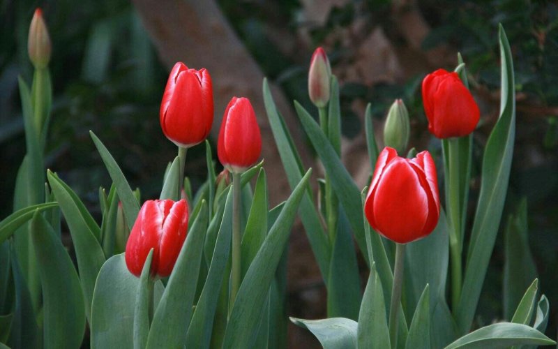郁金香花色多大小规格齐全包邮种球非常饱满