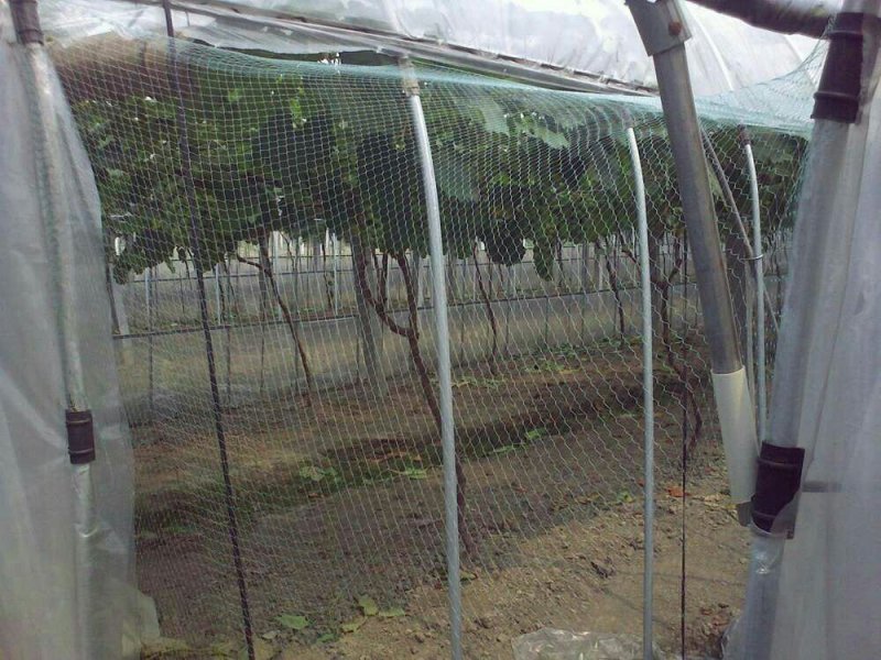 防鸟网聚乙稀材质鱼池防鸟网果园防鸟网专用抗氧化