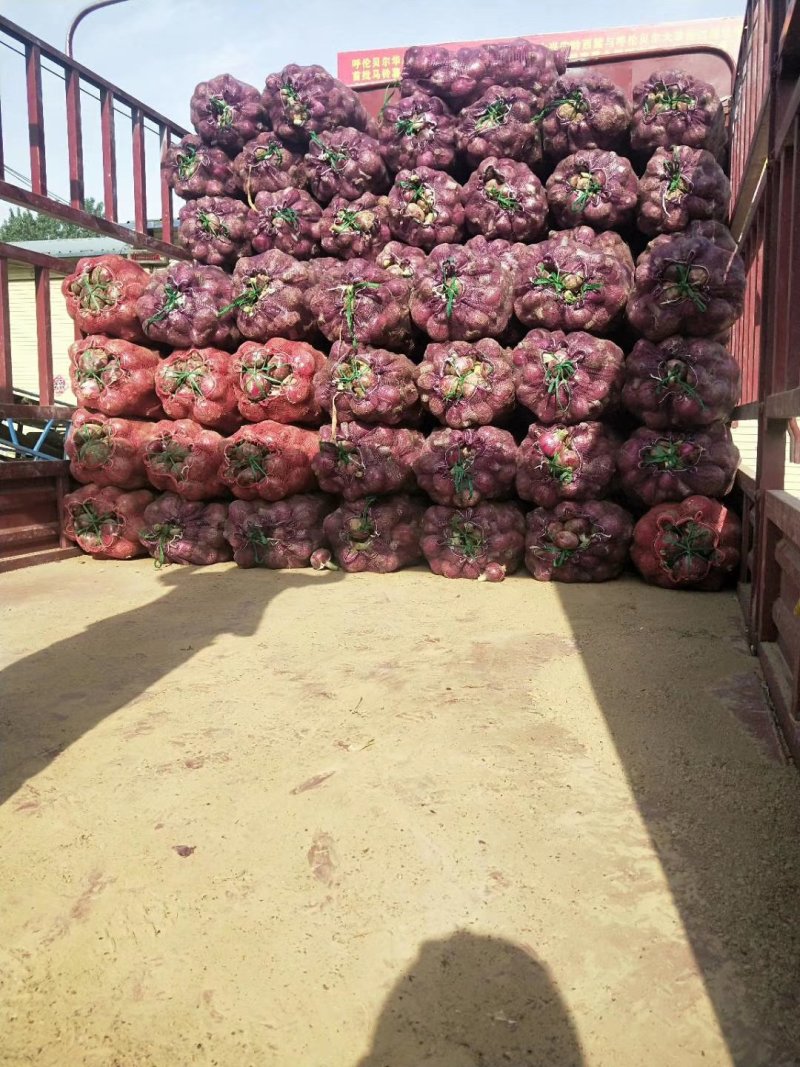 河南通许紫皮，红皮洋葱大量上市，产地直供