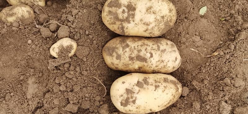 纯黄心土豆荷兰十五新加实验一号中暑5号市场货工厂货均有