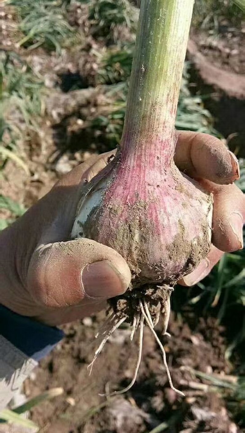 新鲜大蒜