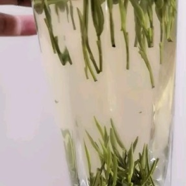 雀舌绿茶2020年明前特级银针茶叶散装
