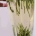 雀舌绿茶2020年明前特级银针茶叶散装