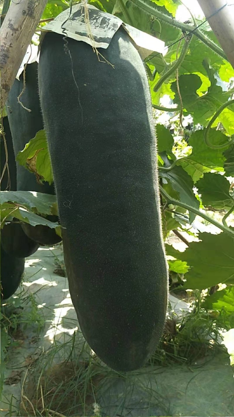 黑皮冬瓜