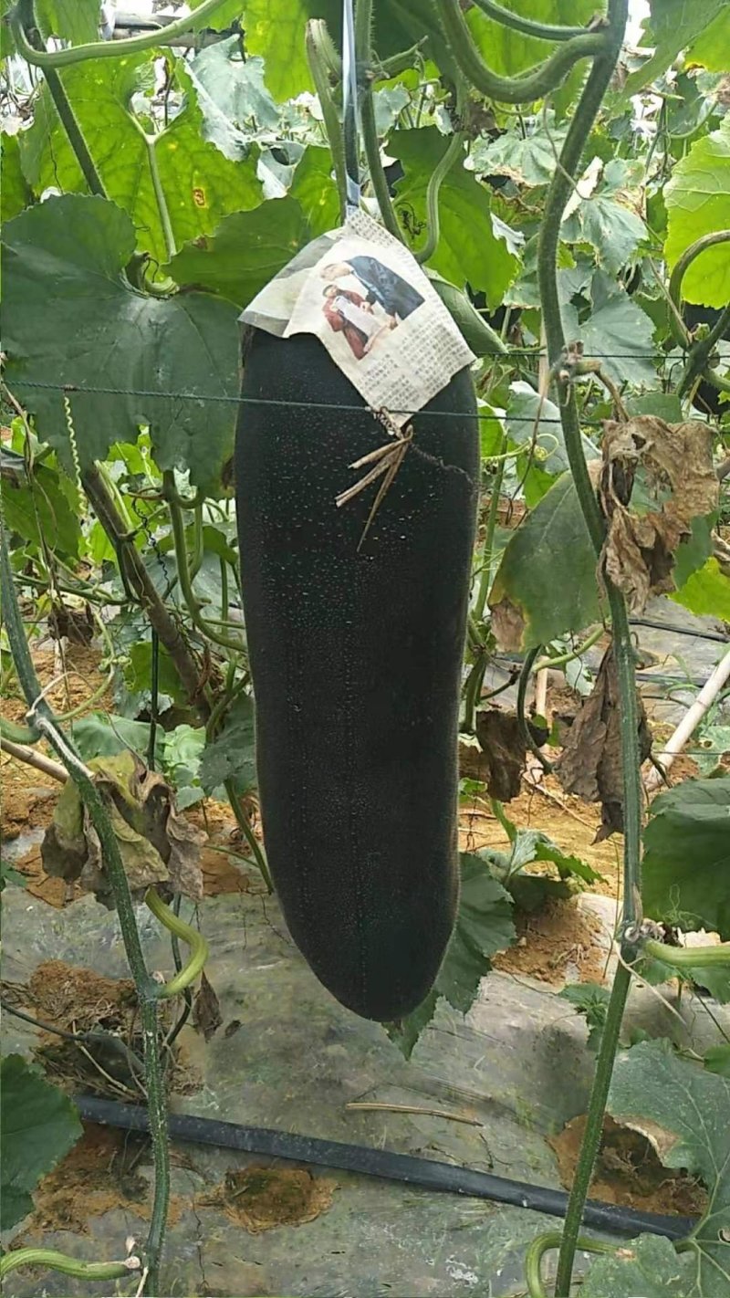 黑皮冬瓜