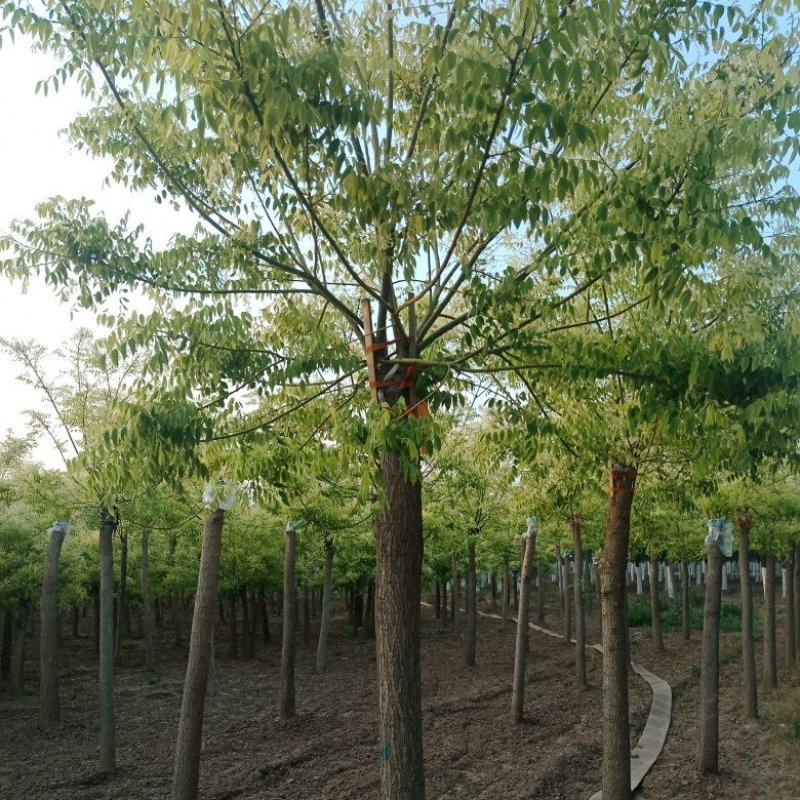 山东菏泽郓城县大量出售精品，高接金枝槐树