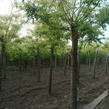 山东菏泽郓城县大量出售精品，高接金枝槐树