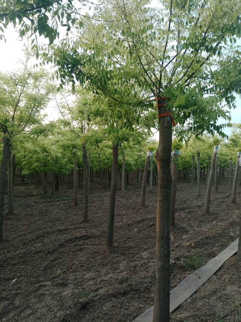 山东菏泽郓城县大量出售精品，高接金枝槐树