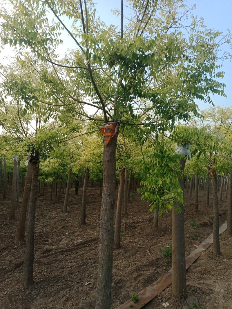 山东菏泽郓城县大量出售精品，高接金枝槐树