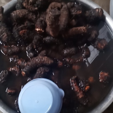 云南野生大叶子仙茅价格实惠，买的越多送的越多，包种植技