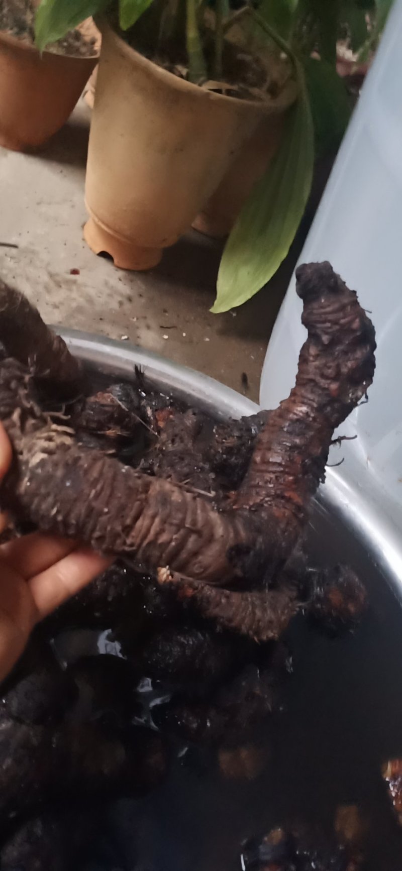 云南野生大叶子仙茅价格实惠，买的越多送的越多，包种植技