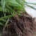 云南野生大叶子仙茅价格实惠，买的越多送的越多，包种植技