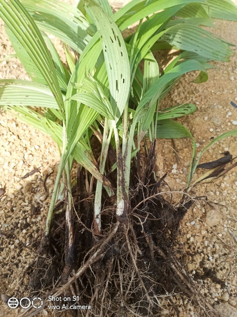 云南野生大叶子仙茅价格实惠，买的越多送的越多，包种植技