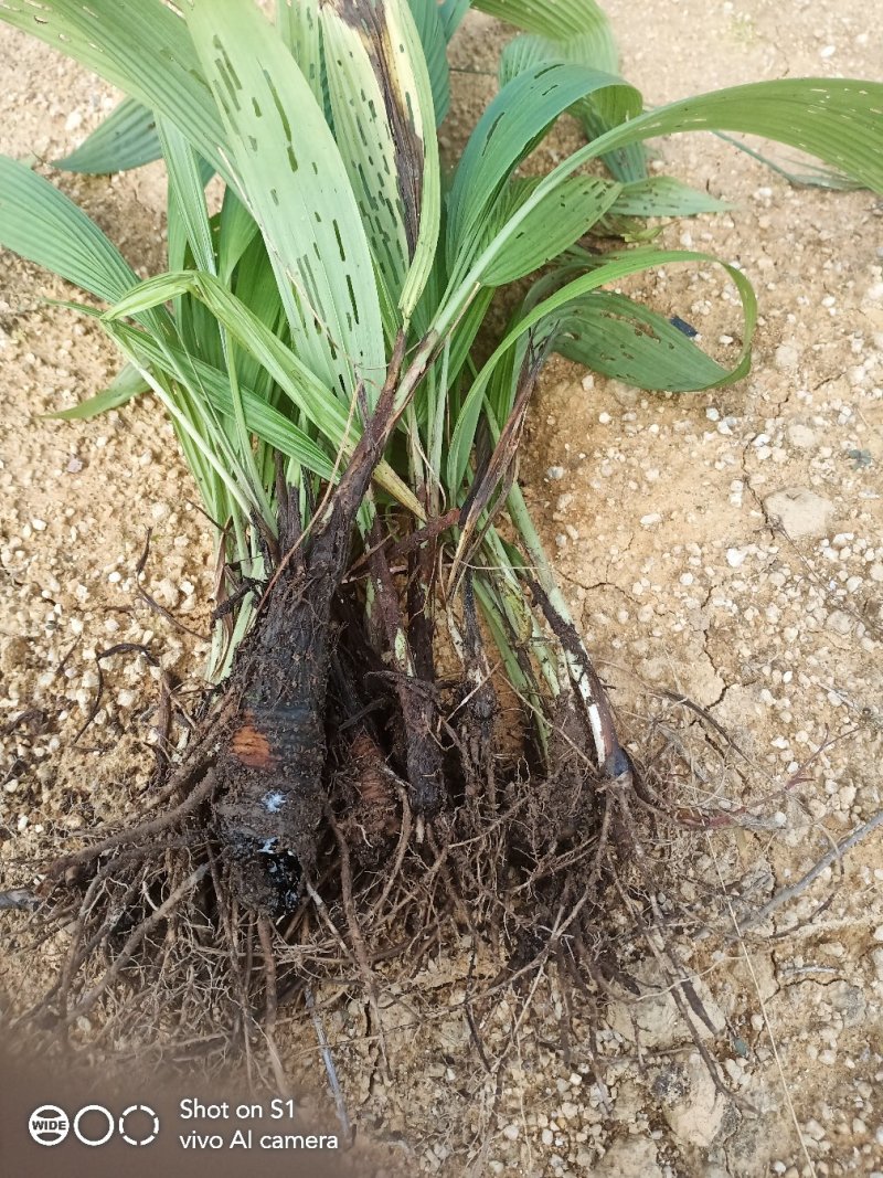 云南野生大叶子仙茅价格实惠，买的越多送的越多，包种植技