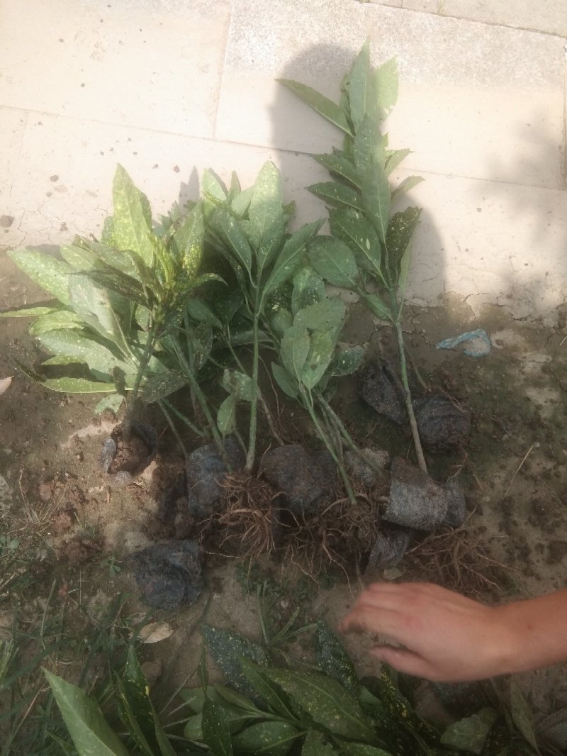优质八角金盘杯苗地苗批发技术支持包成活