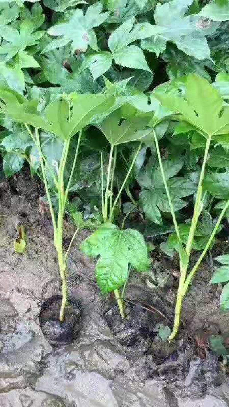 优质八角金盘杯苗地苗批发技术支持包成活
