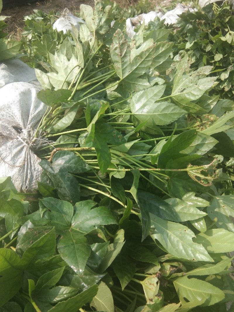 优质八角金盘杯苗地苗批发技术支持包成活