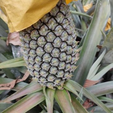 台农16甜蜜蜜凤梨金钻菠萝芒果凤梨基地直供