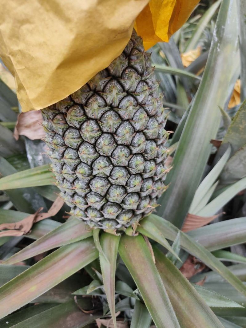 台农16甜蜜蜜凤梨金钻菠萝芒果凤梨基地直供