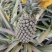 台农16甜蜜蜜凤梨金钻菠萝芒果凤梨基地直供